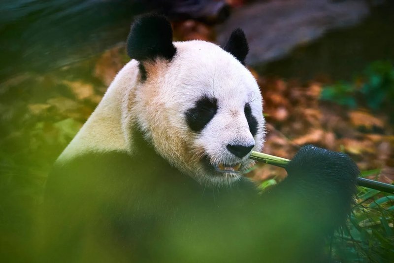 Trouvez la Bonne Aventure avec Golden Panda Casino en Ligne en France à France Trouvez la Bonne Aventure avec Golden Panda Casino en Ligne en France à France